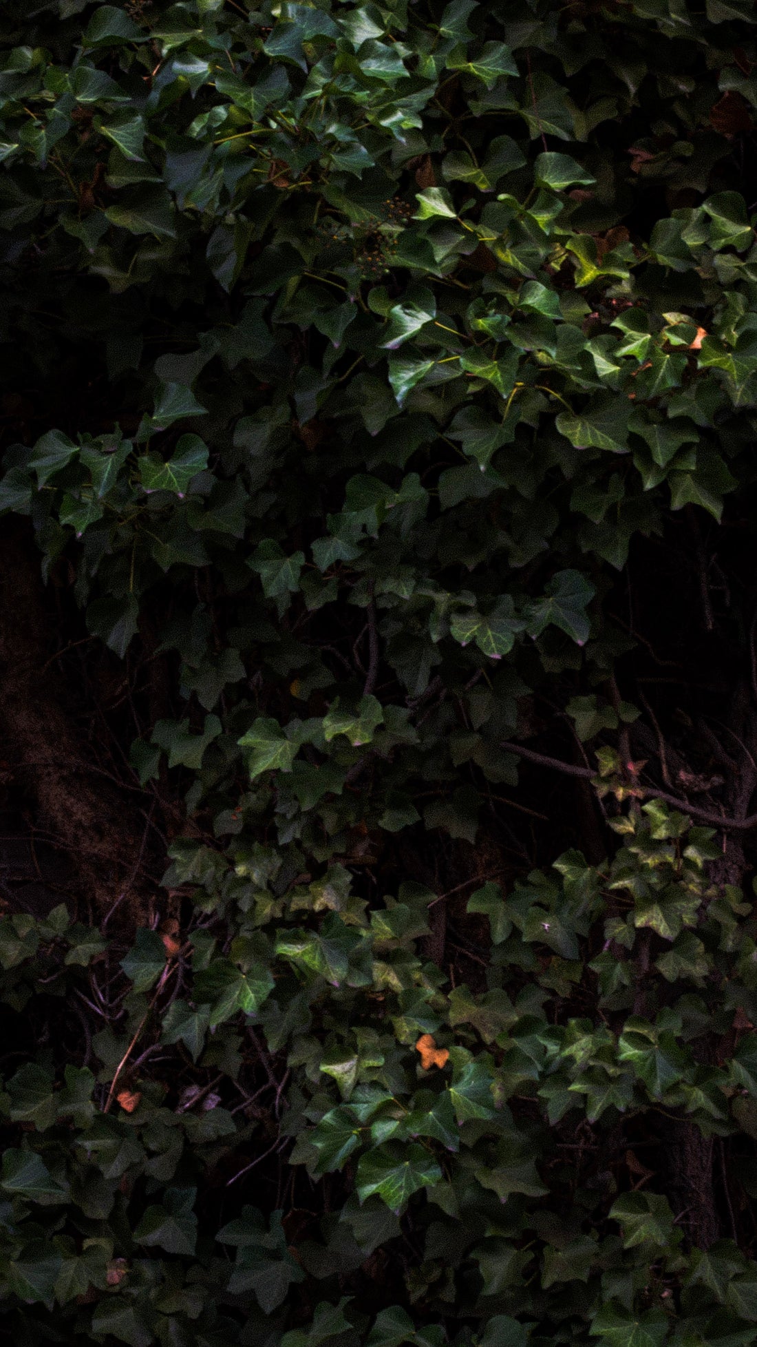 Spring Surroundings & Textures