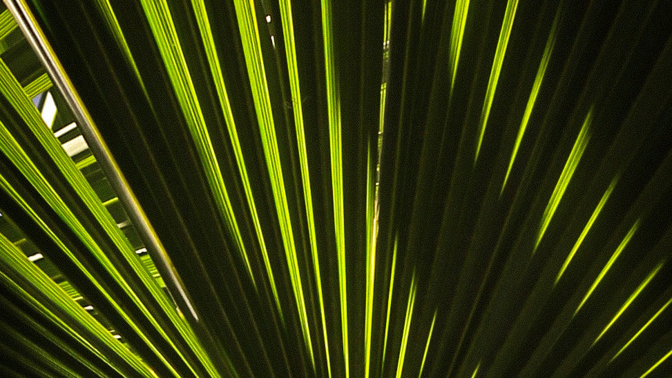 Close-up of a palm leaf with intricate vein patterns